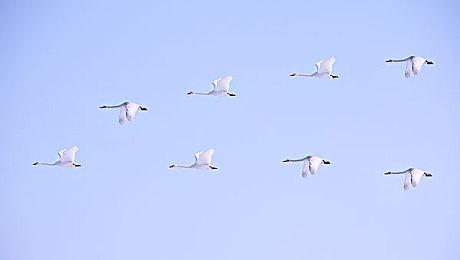 《最后的生还者Part1》PC火萤版开启预购 售价100刀